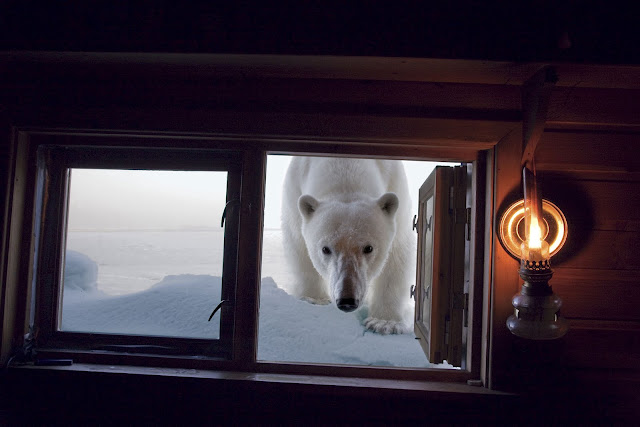 polar bear peeks through the window, polar bear picture, cute polar bear