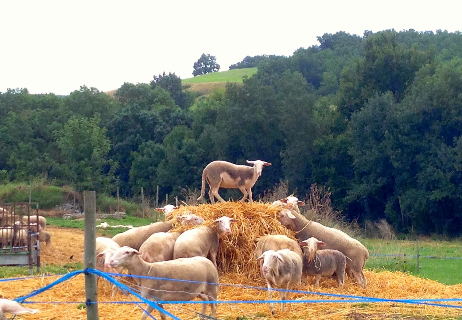 good deed - English-Spanish Dictionary - WordReferencecom