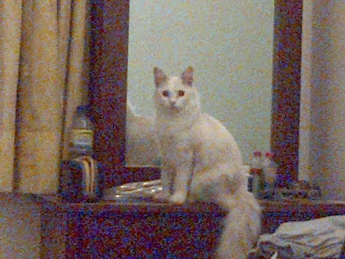 95 Gambar Gambar Kucing Hilang Terlihat Keren 95 Gambar Gambar Kucing Hilang Terlihat Keren