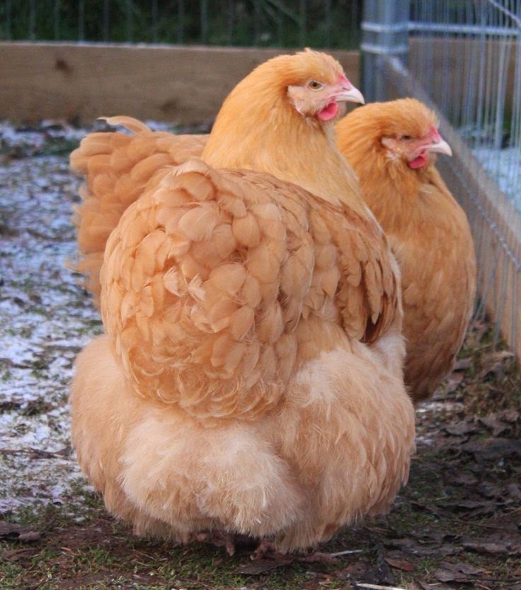 BlueRidgePetCenter Buff Orpingtons Chicken Breed Information & Pictures