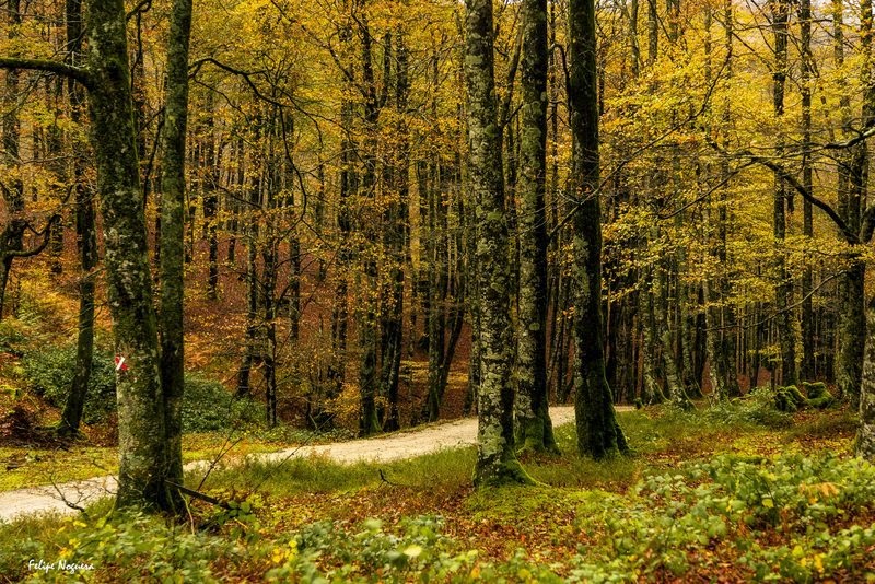 La hija rebelde del otoño. La hija rebelde del otoño.