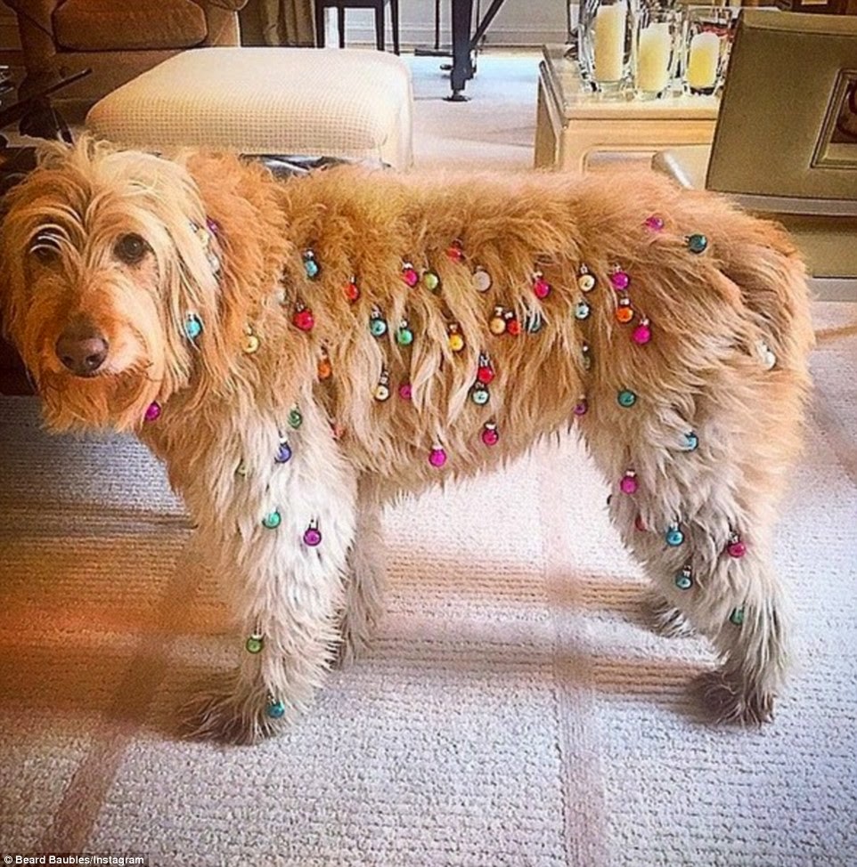 Good Dogs To Get For Allergies Good Dogs To Get For Allergies