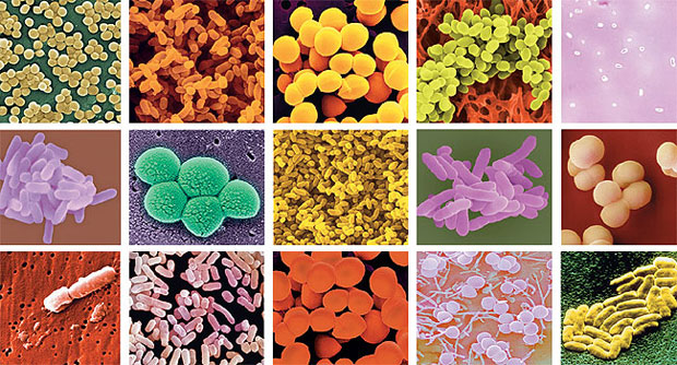 IMPORTANCIA TIENEN BACTERIA INDUSTRIA importancia tienen bacteria industria: