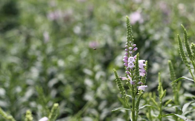 Physostegia Virginiana Flowers Pictures