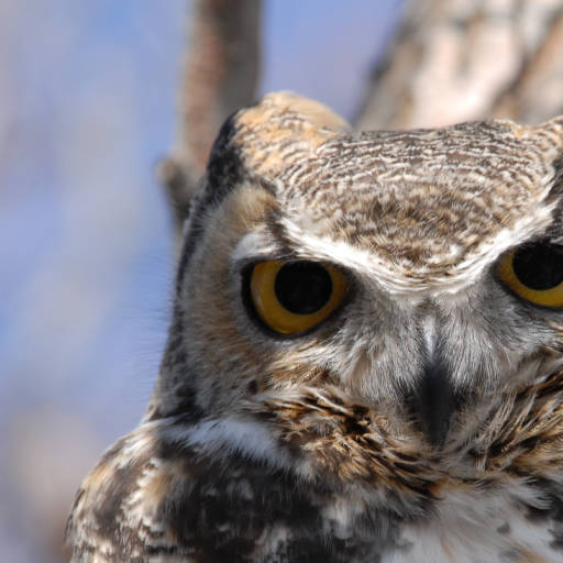 Endangered New Jersey Jersey Owls