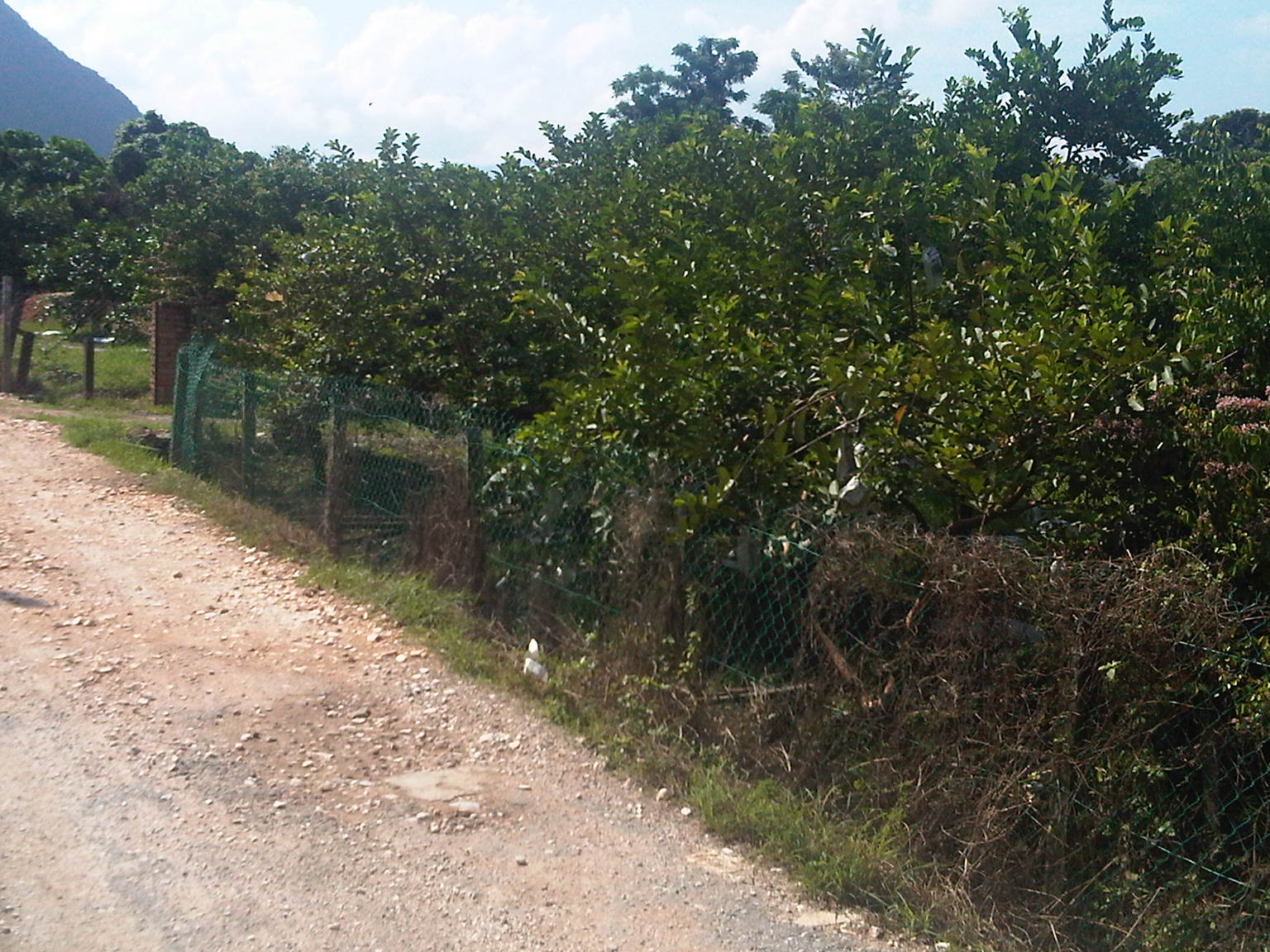 Simple Life Ipoh Tambun Pomelo