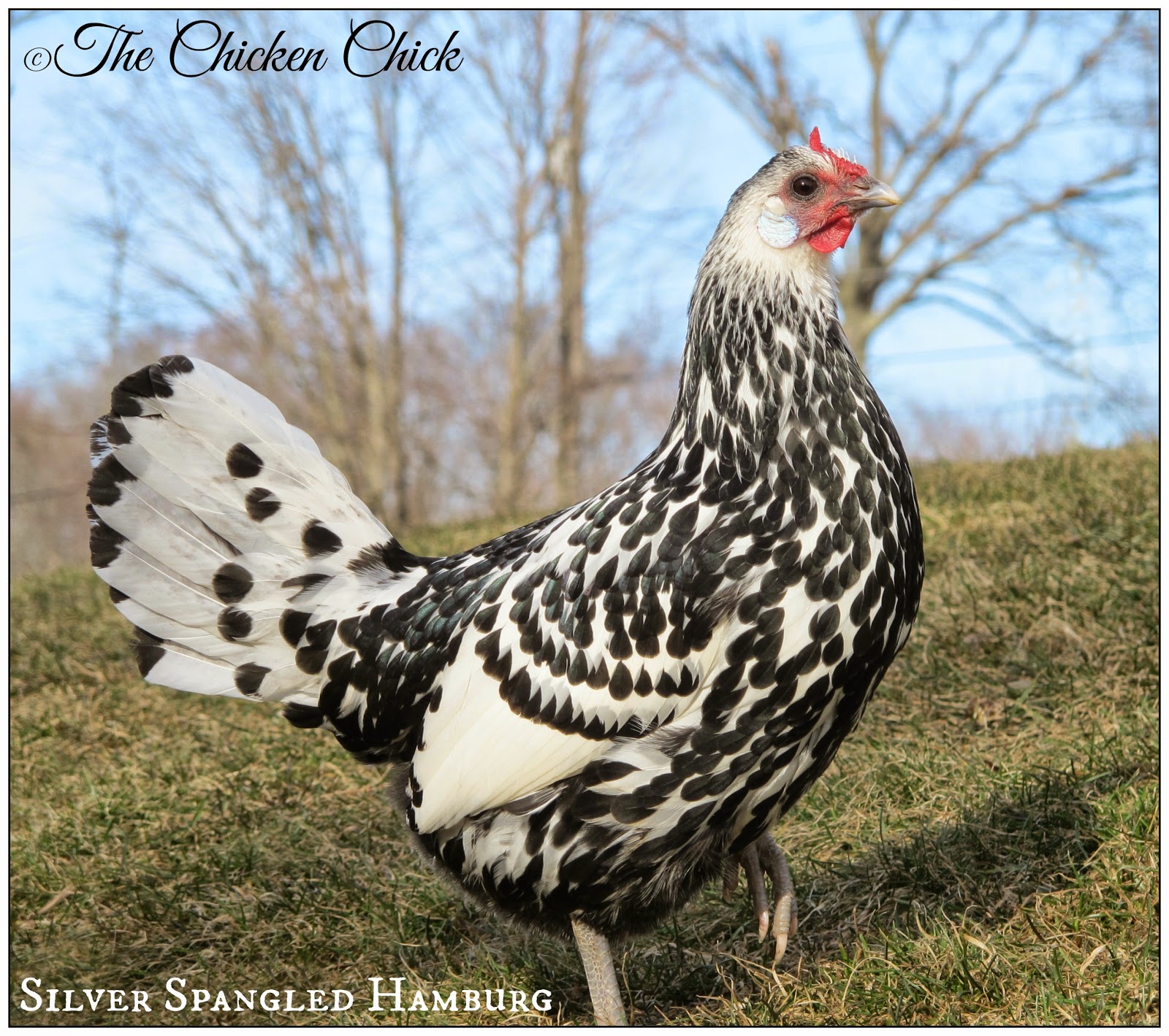 The Chicken Chick® Raising Chickens Naturally Diatomaceous Earth is No Friend of Nature, by