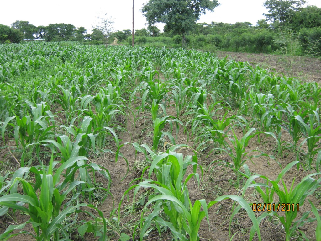 Rain Fed Crops The Challenges and Some Answers to Maize Cropping in Zambia