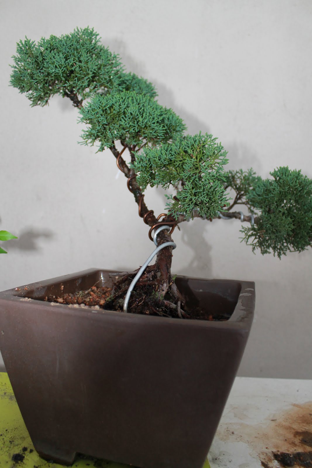 Yanashimi Bonsai: Chinese Juniper