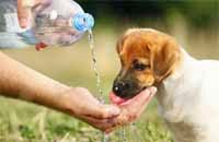 agua perro higiene bucal agua perro higiene bucal