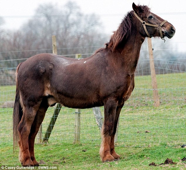 White Wolf World"s oldest horse Shayne, 51, lives in Brentwood