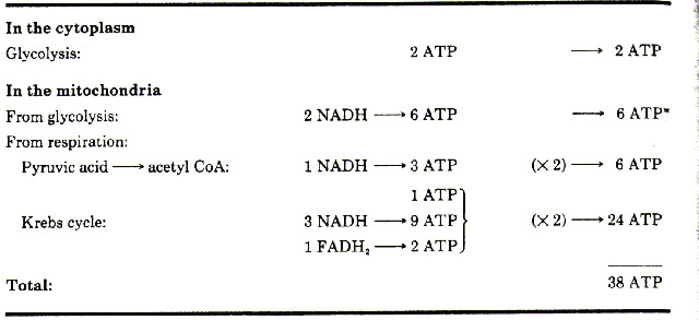 chemiosmotic theory