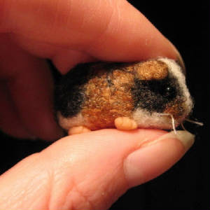 small guinea pig small guinea pig