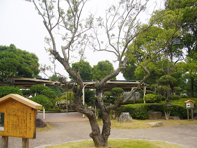 兵庫県・須磨離宮公園 オリーブ