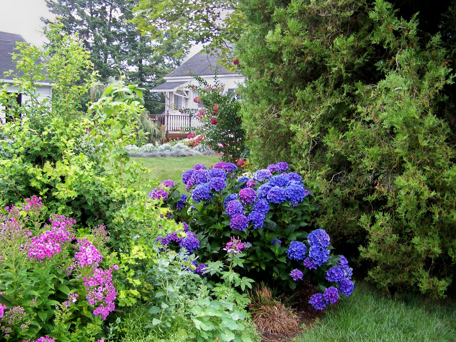 a garden in bethlehem pa mophead hydrangea a garden in bethlehem pa mophead hydrangea