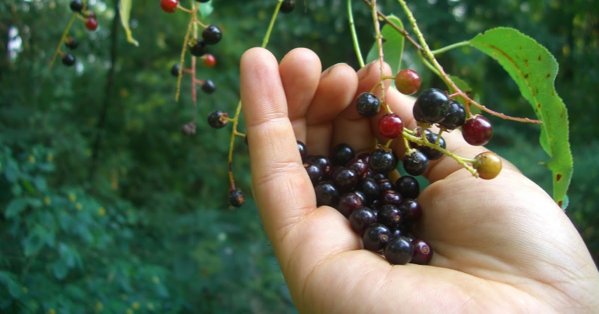 Are Pin Cherry Trees Safe For Dogs