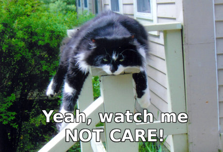 cat_not_care.jpg
