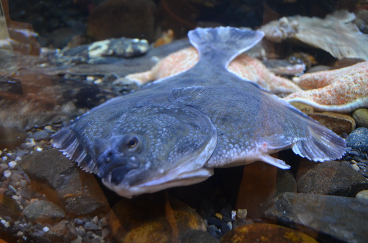 3000 miles north & back Kodiak, Alaska in April