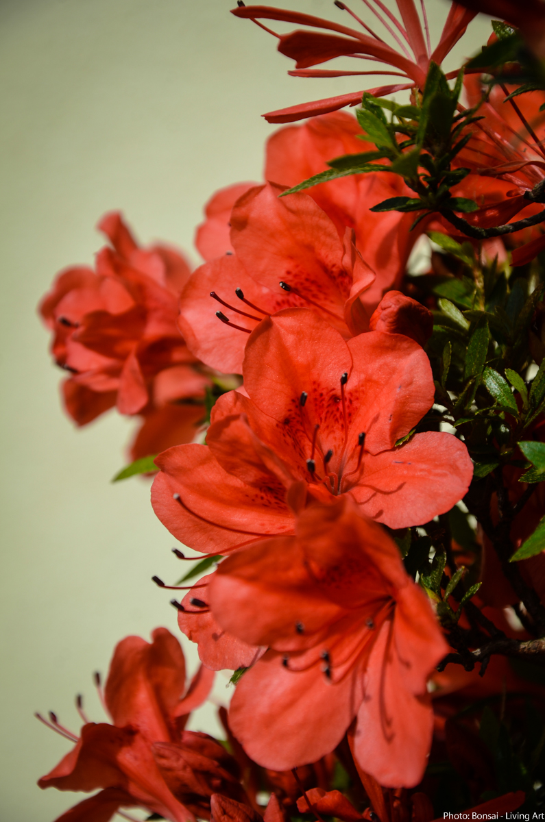 Bonsai Living Art Satsuki Azalea "Kinsai"