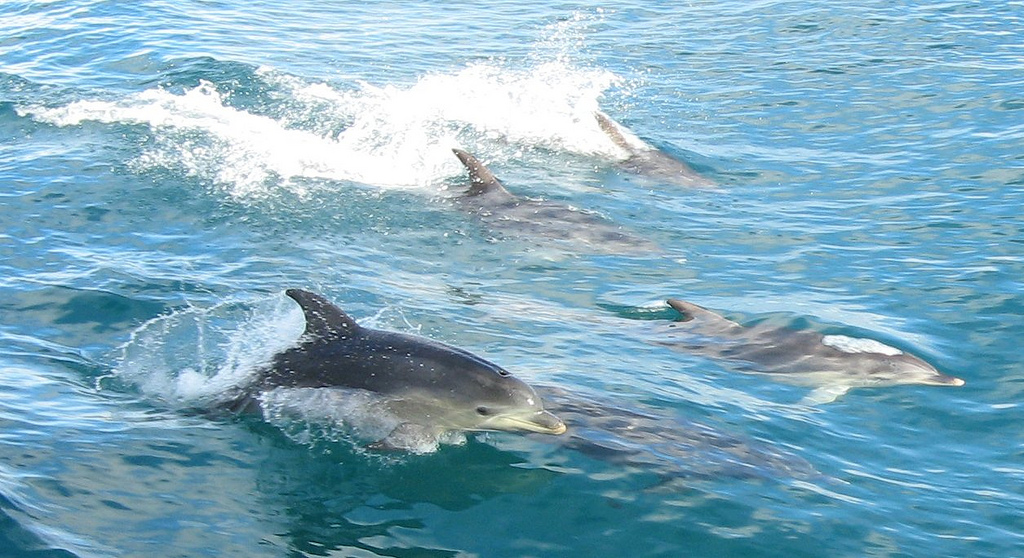 A pod of dolphins swimming alongside a ship