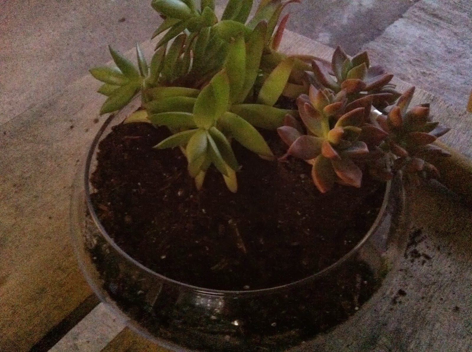 All Things Walker: DIY Succulent Garden