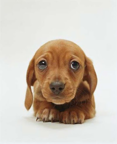 cute-puppy-dog-cutest-adorable.jpg