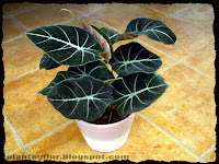 Alocasia 'Black Velvet'