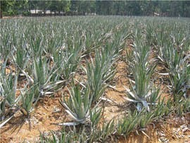 Plantas de aloe vera