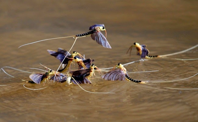 Lalat Capung Lalat Capung