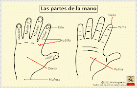 Minihogarkids Las Partes De La Mano Espanol