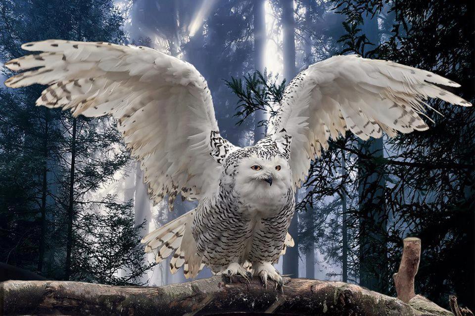 White Wolf Owl Medicine What Owl Can Teach Us