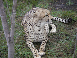 Gepard