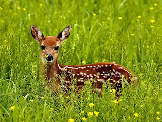 deer-animal-wallpaper-3d-hd-for-free-downloads