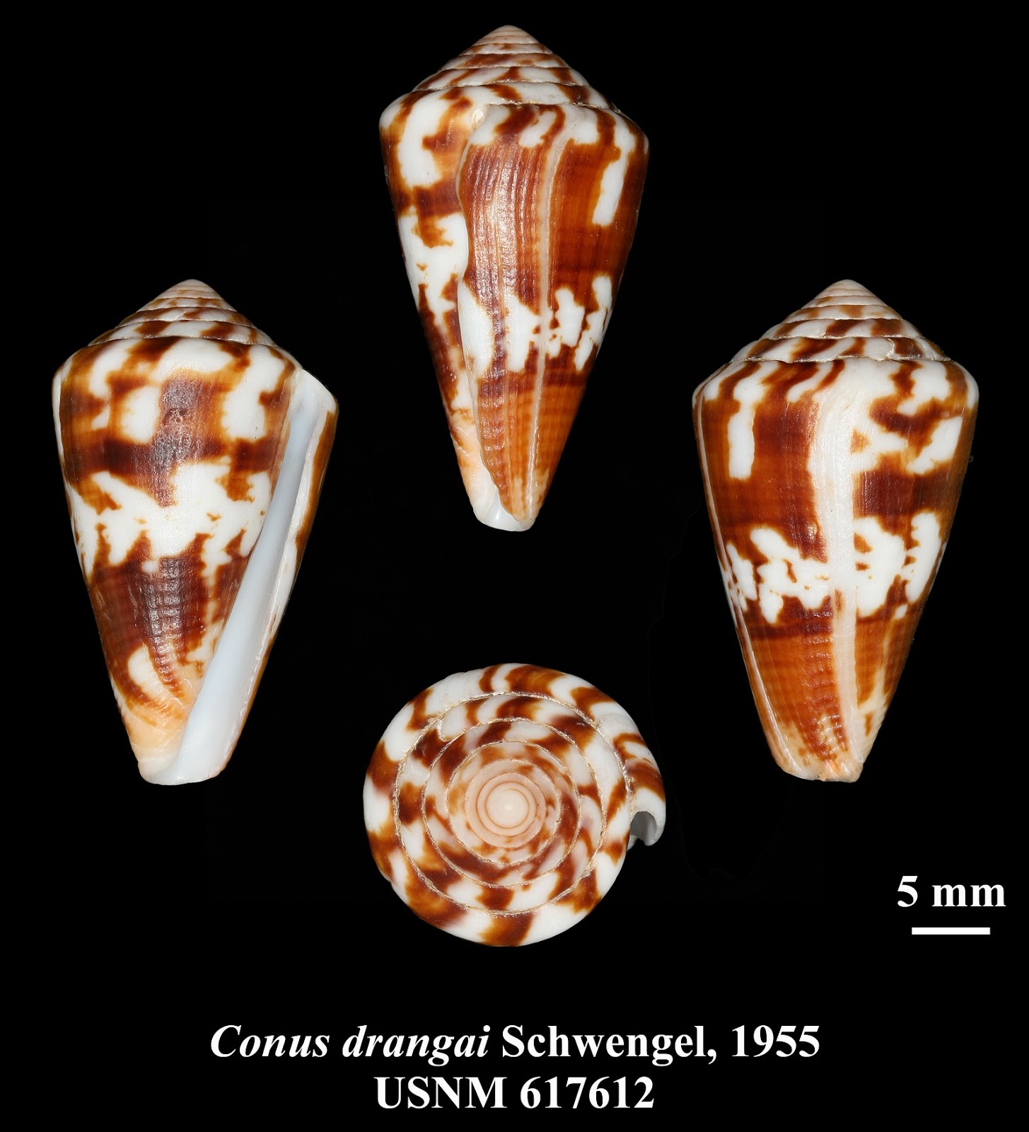 cone snail harpoon speed cone snail harpoon speed