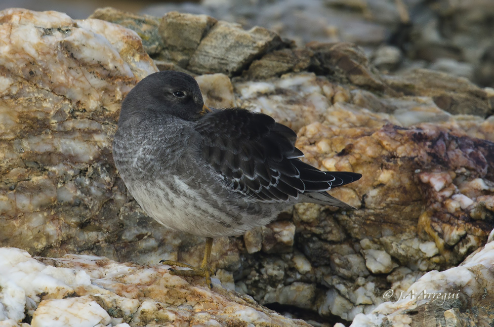 Correlimos oscuro, Calidris maritima, Purple Sandpiper. Lugo Correlimos oscuro, Calidris maritima, Purple Sandpiper. Lugo