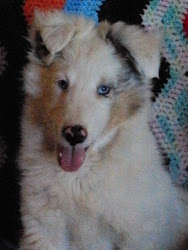 White Merle Sheltie Puppy