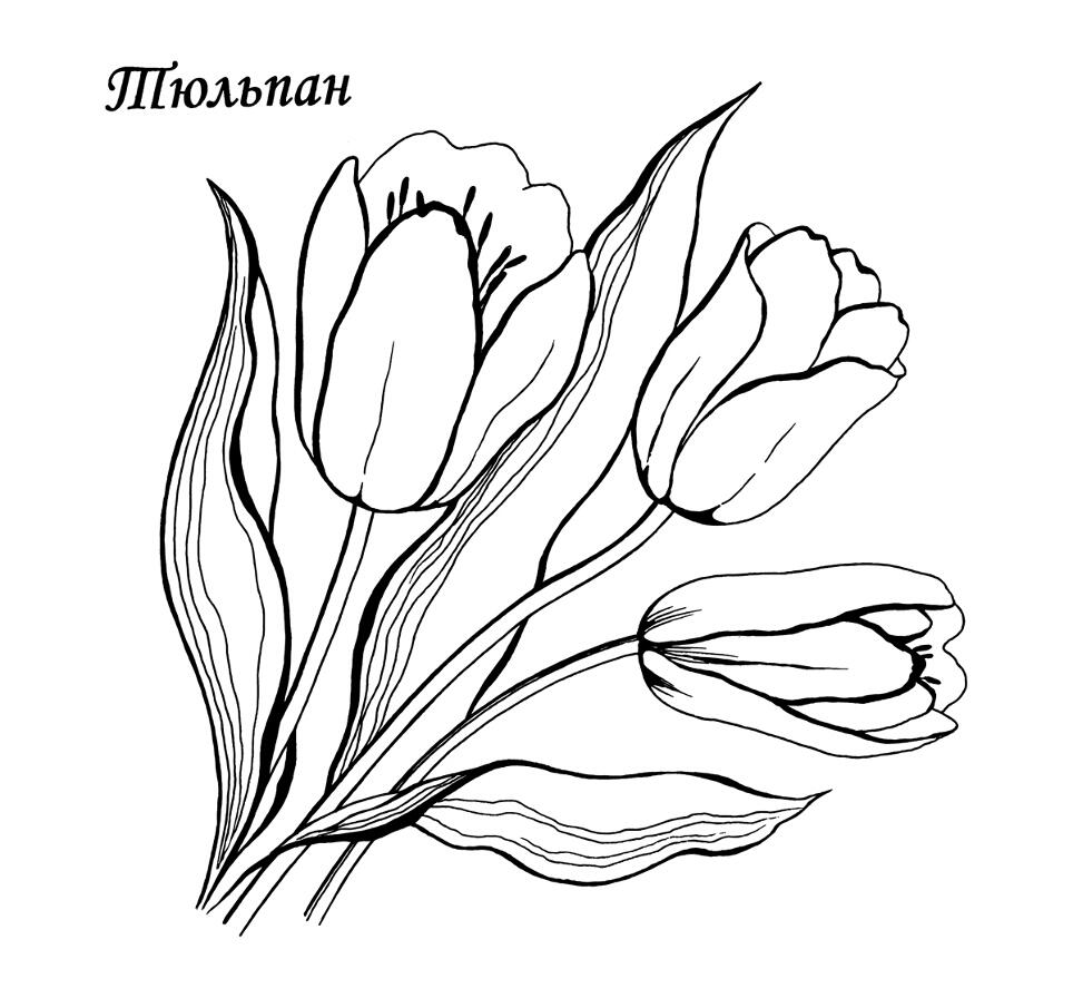 Рисунки раскраски цветов Рисунки раскраски цветов