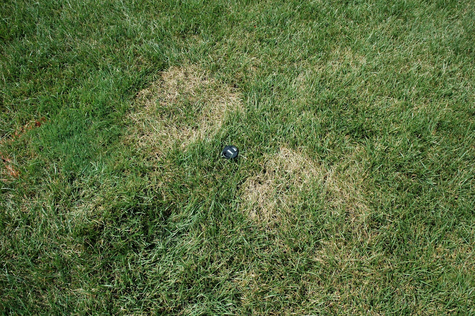 NC State Turf Pathology Guess What Now?? Brown Patch Blasting Tall