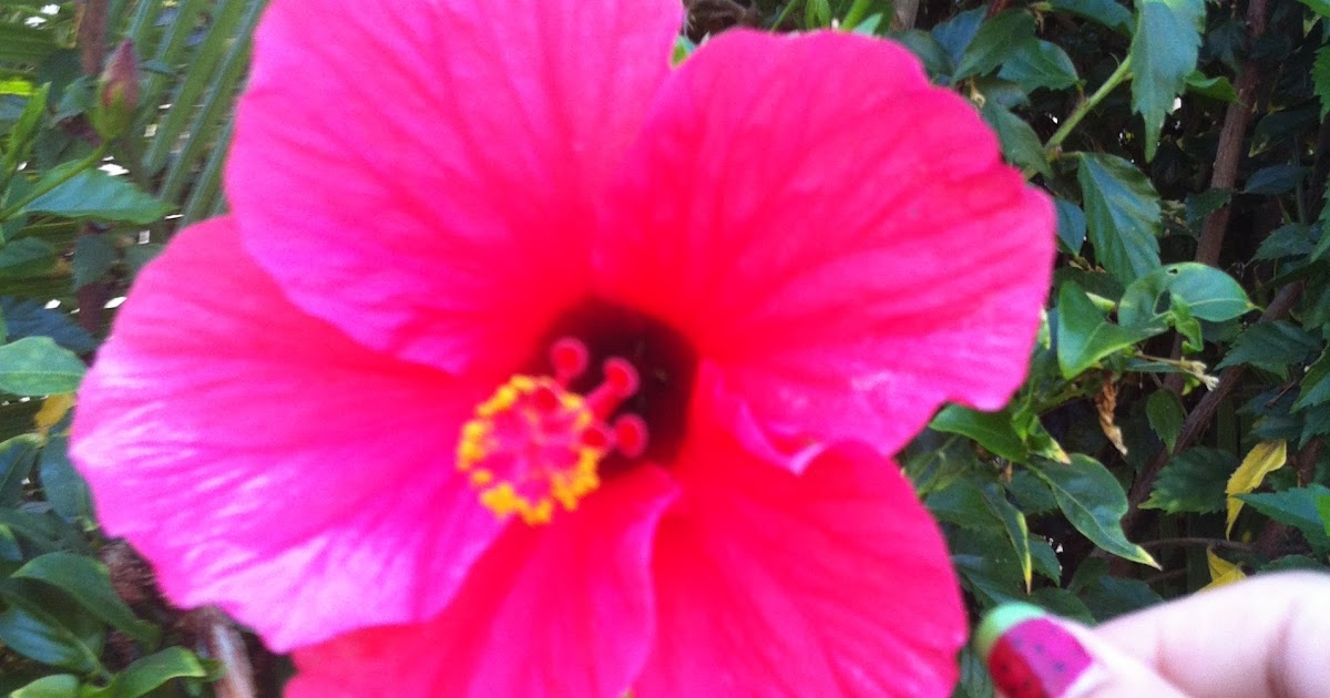 AP Biology Biological Collection Hermaphrodite