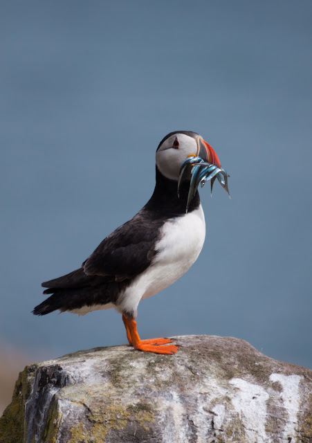 Puffin - Farne Islands, Northumberland