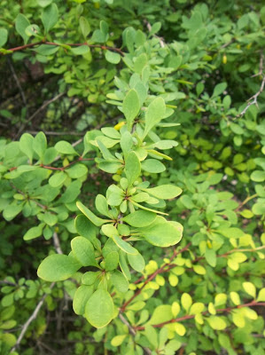 Future Plants By Randy Stewart Barberry