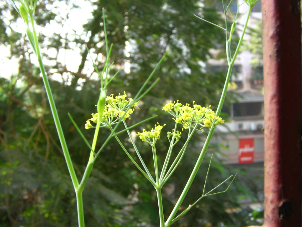 AnnaParabrahma: Growing Badishep