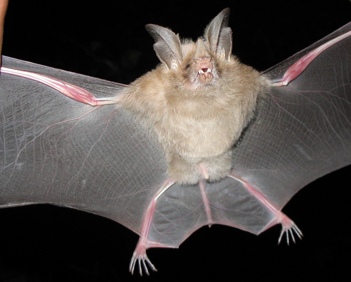 Fossil Matter Dominican Republic A Story of Caves and Bats