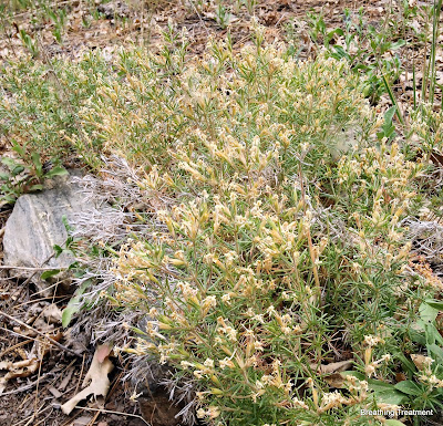 Linanthus.  Probably Linanthus pungens  (granite prickly phlox)