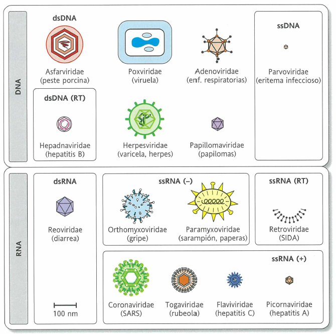 Apuntes de Bioquímica Genomas virales
