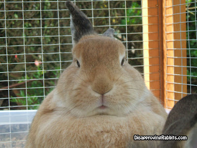 Disapproving rabbits Beano-is-not-a-happy-bunny.