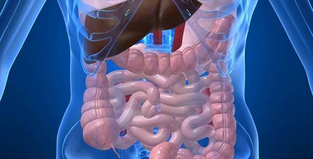 10 fatos surpreendentes sobre o sistema digestivo