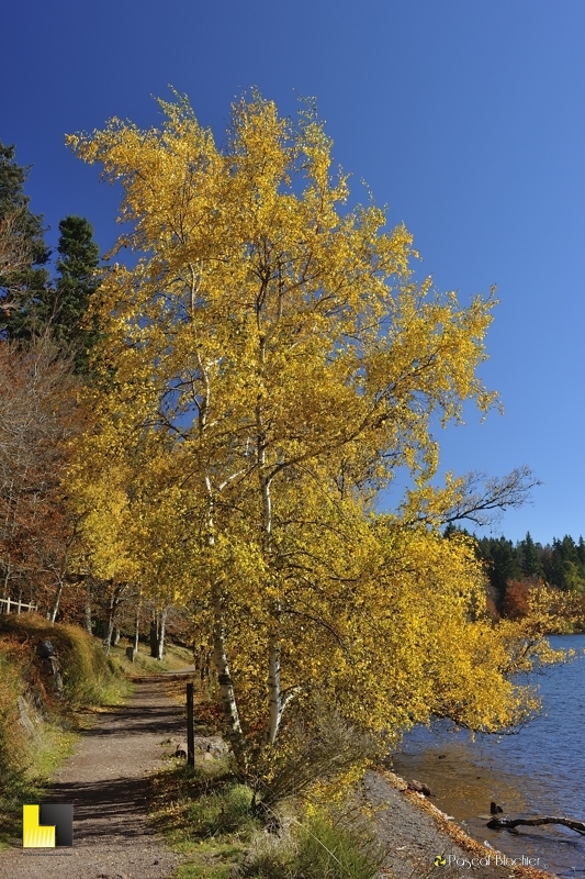 superbe couleur d'automne photo pascal blachier