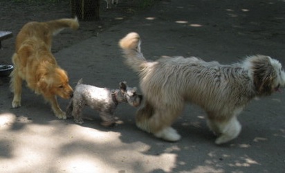 photo-dogs-sniffing-rears.jpg