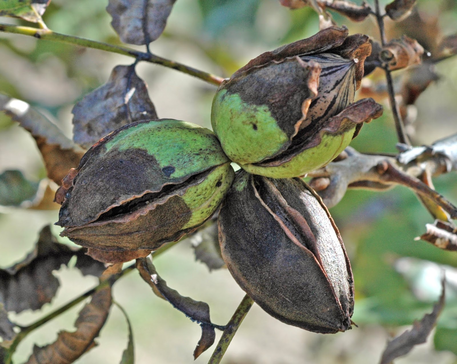 Northern Pecans Pecan Pest Control